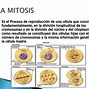 Image result for Difference Between Mitosis and Meiosis