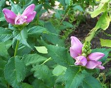 Image result for Chelone lyoni Hot Lips