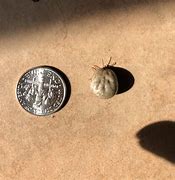 Image result for World's Biggest Tick