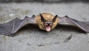 Image result for Twilight Bat