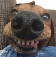 Image result for Brown Dog Face Meme