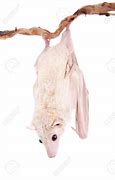 Image result for Albino Egyptian Fruit Bat