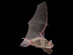 Image result for Western Bats