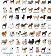 Image result for Kinds of Small Dog Breeds