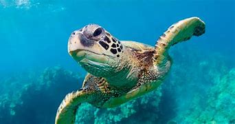 Image result for Largest Sea Turtle in the World
