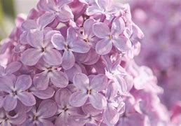 Image result for Pink and Lilac Wallpaper