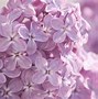 Image result for Pink and Lilac Wallpaper