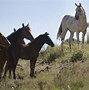 Image result for Wallaper of Wild Horses
