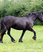 Image result for Royal Horse Breeds