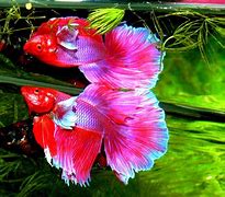 Image result for Beta Fish