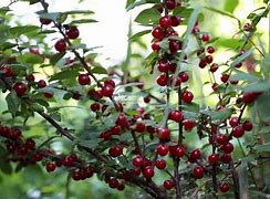 Image result for Prunus cerasus Kelleris