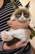 Image result for Baby Grumpy Cat Meme