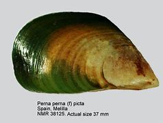 Image result for Perna Perna Animal