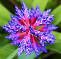 Image result for Manly Colored Flowers