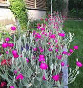 Image result for Lychnis chalcedonica Alba