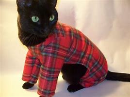 Image result for Kitten Pajamas