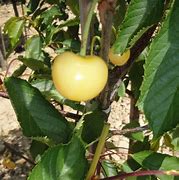 Image result for Prunus avium Bigarreau Blanc