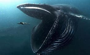 Image result for Biggest Mammal in the Ocean
