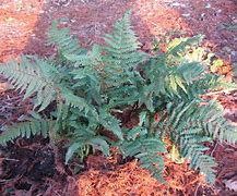 Image result for Dryopteris lepidopoda