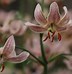 Image result for Lilium martagon Pink Morning