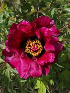 Image result for Paeonia rockii Ye Guang Bei