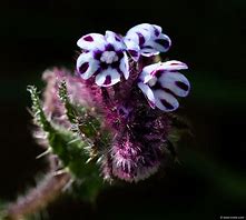 Image result for Anchusa leptophylla subsp. incana