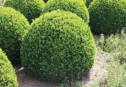 Image result for Buxus sempervirens