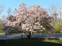Image result for Tulip Tree