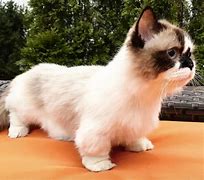 Image result for Munchkin Cat White Babies
