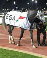 Image result for Winner Horse Dubai