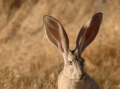 Image result for Animal with Unique Ears