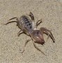 Image result for Picture of a Camel Spider