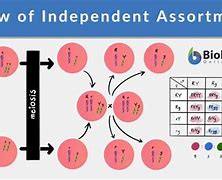 Image result for Independent Assortment Simple Definition