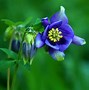 Image result for Beautiful Blue Fall Flowers