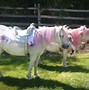 Image result for Real Unicorn Pony