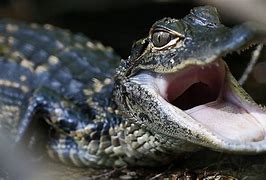 Image result for Super Cute Baby Alligators