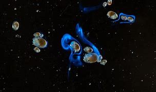 Image result for Bioluminescent Shrimp