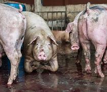 Image result for Pig at Slaughterhouse Picture
