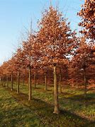 Image result for Fagus sylvatica Atropurpurea