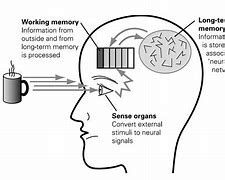 Image result for Facts About Memory