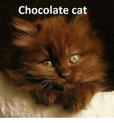 Image result for Chocolate Cat Meme