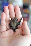 Image result for Little Brown Bat Baby