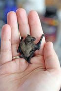 Image result for Little Brown Bat Babies