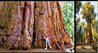 Image result for Biggest Tree On Earth