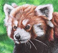 Image result for Adult Panda Drawing