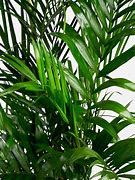 Image result for Bamboo Palm