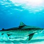 Image result for Strongest Shark