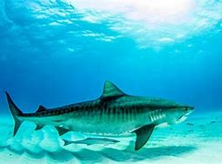Image result for Strongest Shark of All Time