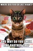 Image result for Adult Funny Cat Memes