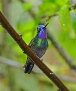Image result for Lampornis Trochilidae